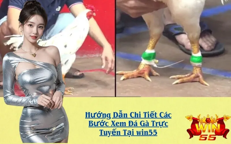 Hướng Dẫn Chi Tiết Các Bước Xem Đá Gà Trực Tuyến Tại win55