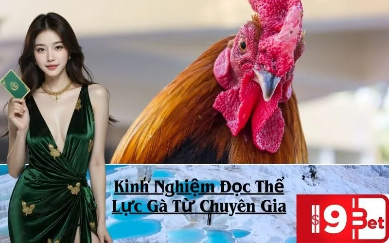 Kinh Nghiệm Đọc Thể Lực Gà Từ Chuyên Gia