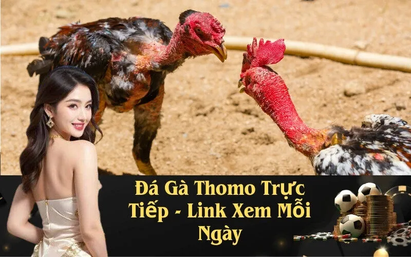 Đá Gà Thomo Trực Tiếp - Link Xem Mỗi Ngày